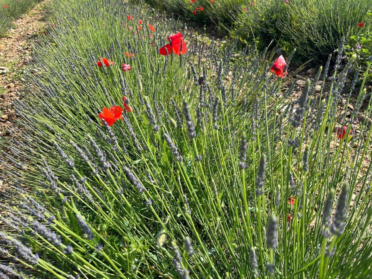 Gite Harmonie Greoux-les-Bains Bagian luar foto